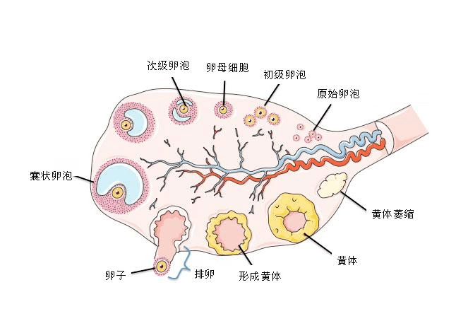 次级卵泡红蓝铅笔构图图片