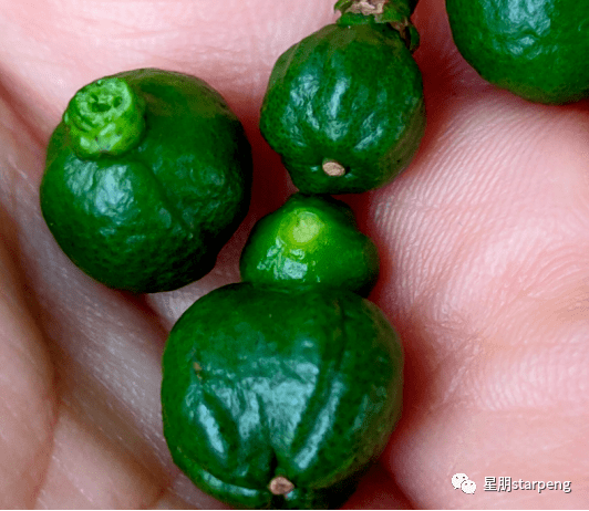 柑橘幼果畸形是果,知因早防范_保果_调节剂_器官