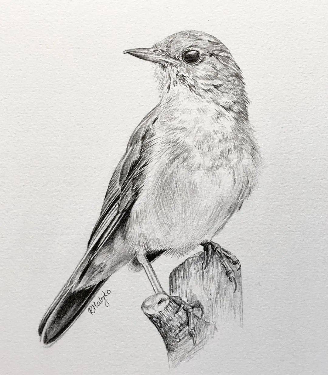 活灵活现的各种鸟类素描