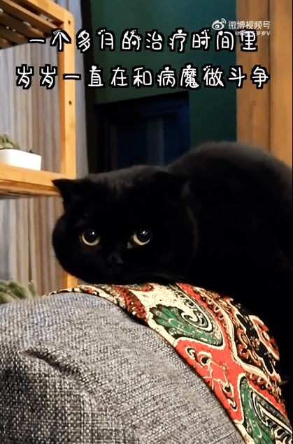 网红猫咪千岁岁去世,无数网友泪奔