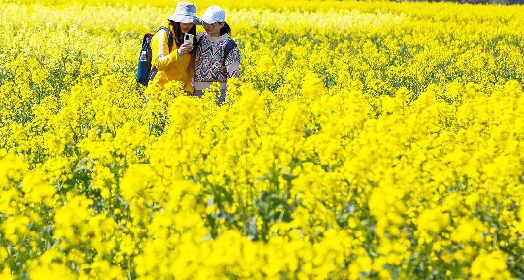 听闻同里已是春 陌野千里黄花开 古镇 油菜花 江南