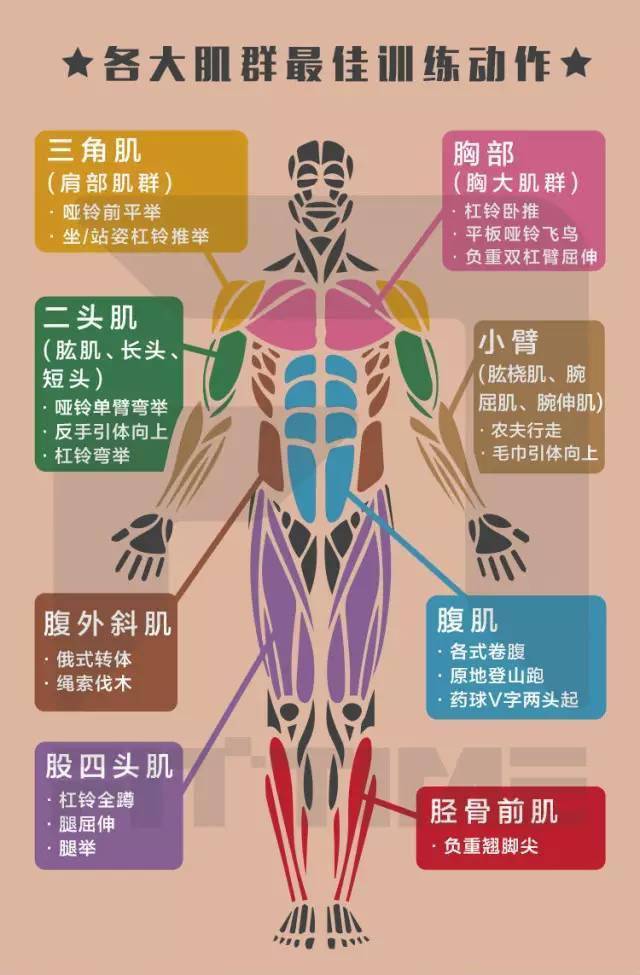 全身肌肉锻炼gif,做自己的教练!_哑铃_动作_胸肌