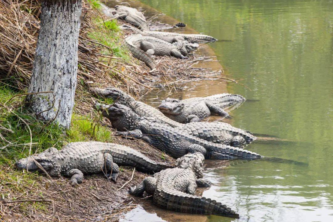 长兴文化基因解码一古银杏金钉子扬子鳄古生态三绝