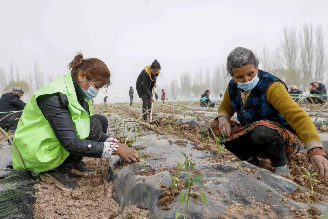 喀什市阿克喀什乡千亩双膜螺丝椒移栽掀起春耕生产热潮