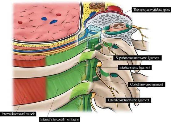 胸外科手术区域阻滞:解剖学基础及胸椎旁阻滞