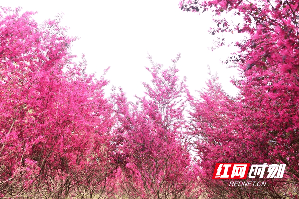 疫情|新田：继木花开春意浓 柔丝万缕炫新红