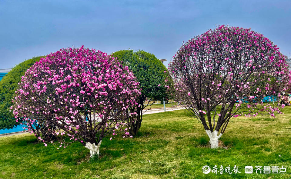 梦境解析，树上绽放的绚丽花朵与自家房顶的寓意探索