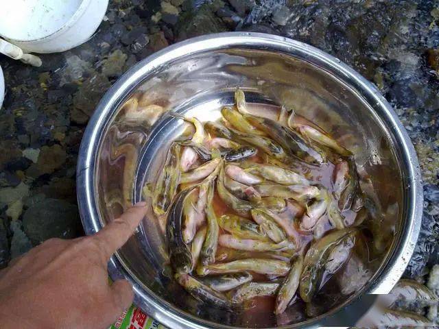 這魚可是山溪裡的極品,肉質異常細嫩_黃辣丁_河溝_魚竿