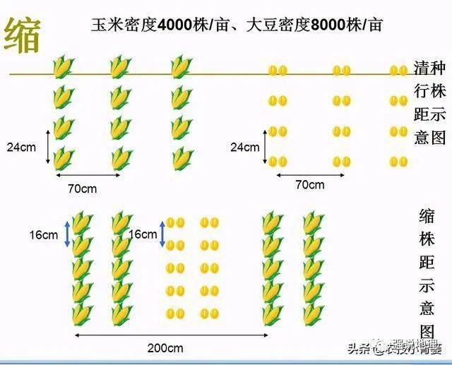 大豆玉米带状复合种植优势在哪种植大户手把手传经验