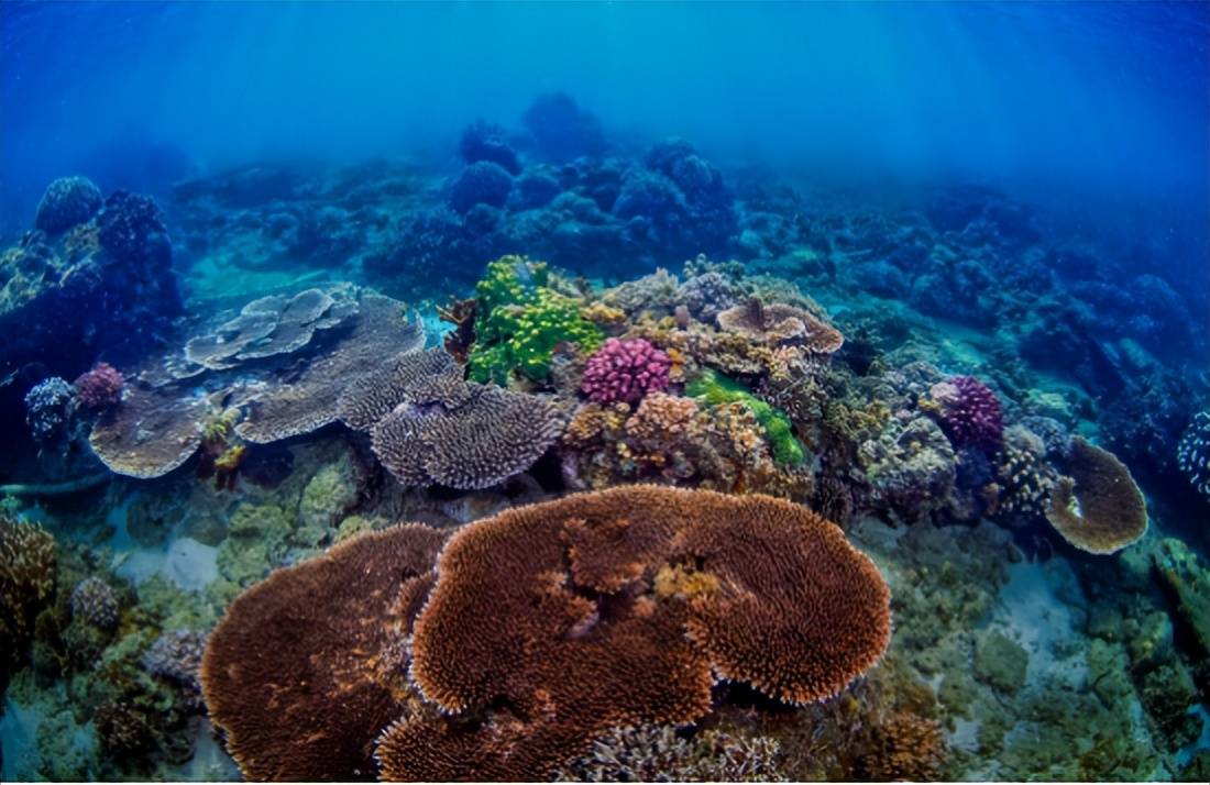 蜈支洲岛即将限量发售海南旅游业首款数字藏品 助力海洋环保