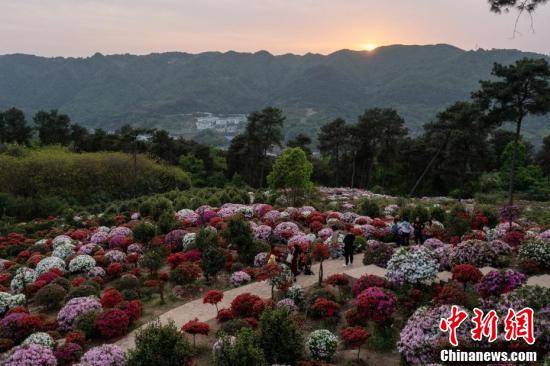 特色|重庆南山放牛村 杜鹃烂漫始盛开