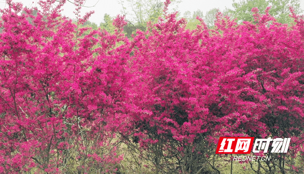 疫情|新田：继木花开春意浓 柔丝万缕炫新红