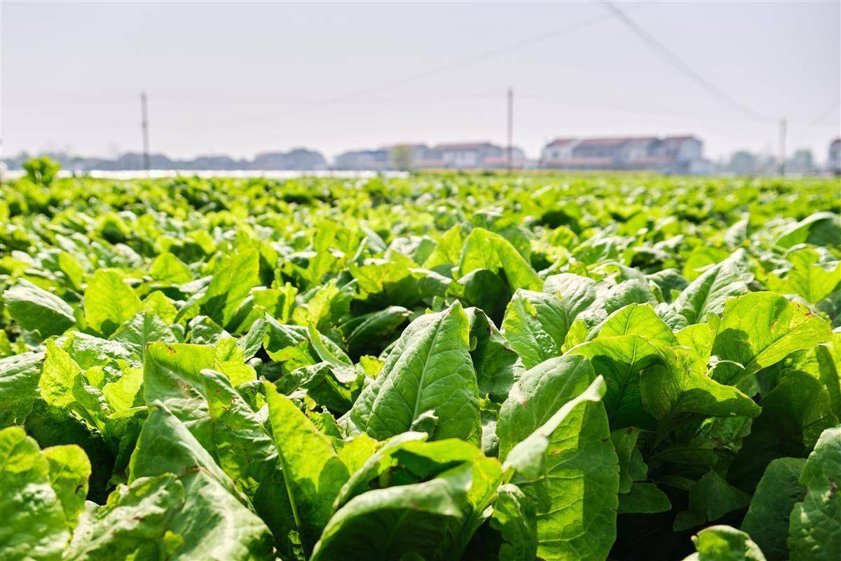 莴苣丰收农户忙 增收致富笑开颜_种植_柳溪村_三店