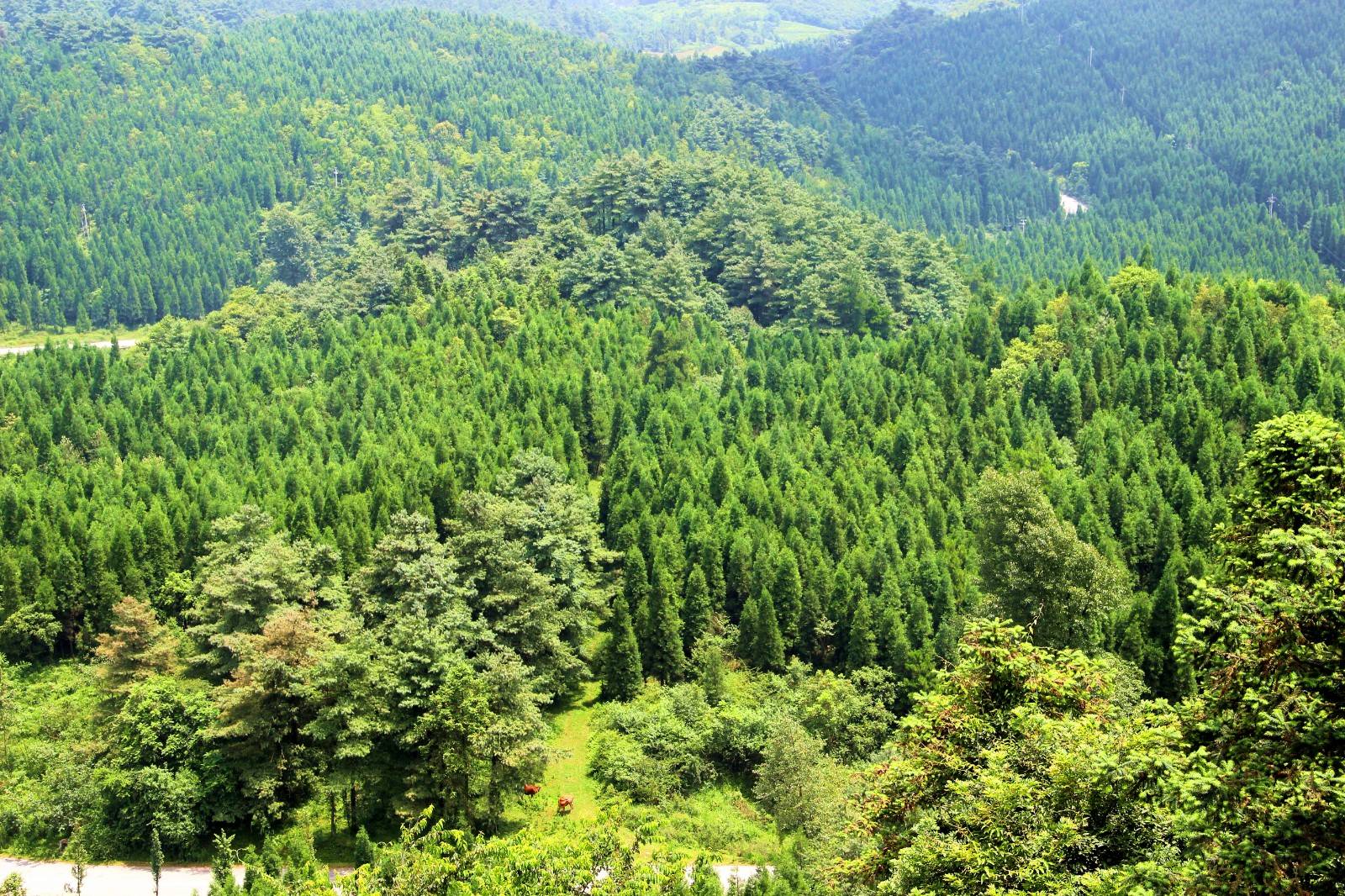 绿水青山间他们绽放最美人生贵州省国有扎佐林场护林员群像扫描