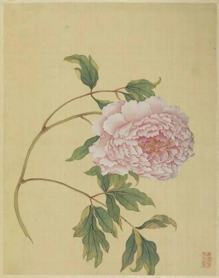 故宫馆藏精品蒋廷锡牡丹十六种图册欣赏