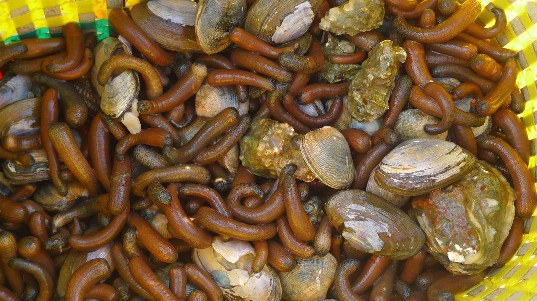 圣虫的鲜味秘籍你值得拥有