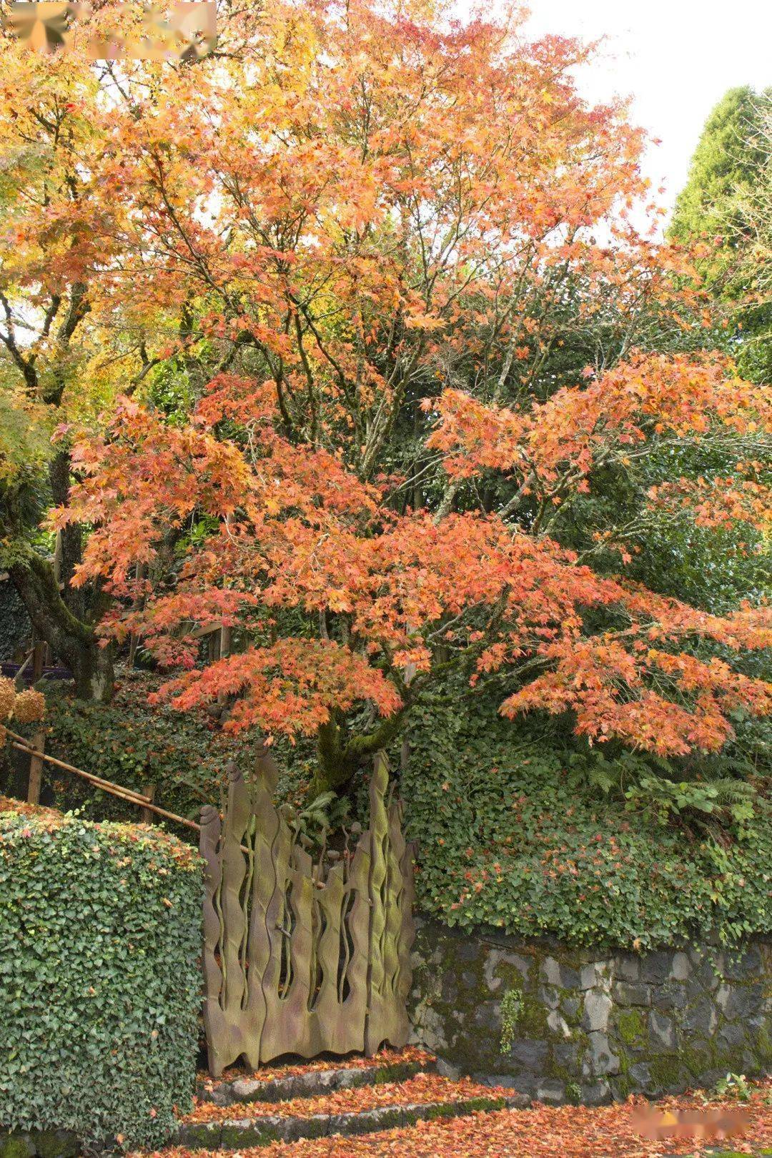 陽臺種紅楓也能很絕美~_楓樹_修剪_花園