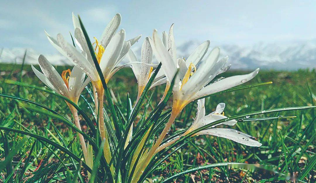 一起来伊犁看花海 最全赏花指南新鲜出炉 花期时间 赏花位置都在这儿 种植 郁金香 杏花 一起来伊犁看花海 最全赏花指南新鲜出炉 花期时间 赏花位置都在这儿 种植 郁金香 杏花