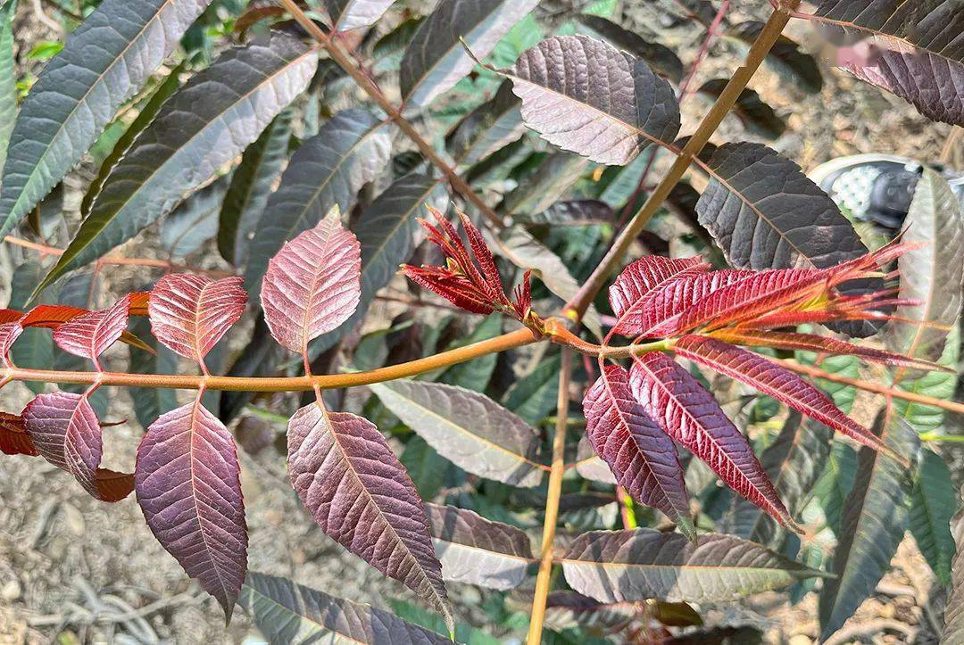 保山漭水明华四季香椿长出致富新芽