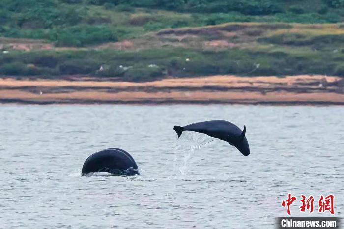对话江豚守护者让微笑天使安心安家