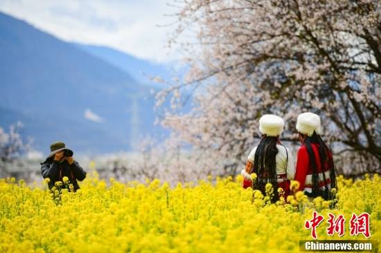 西藏林芝：雪山下桃花开