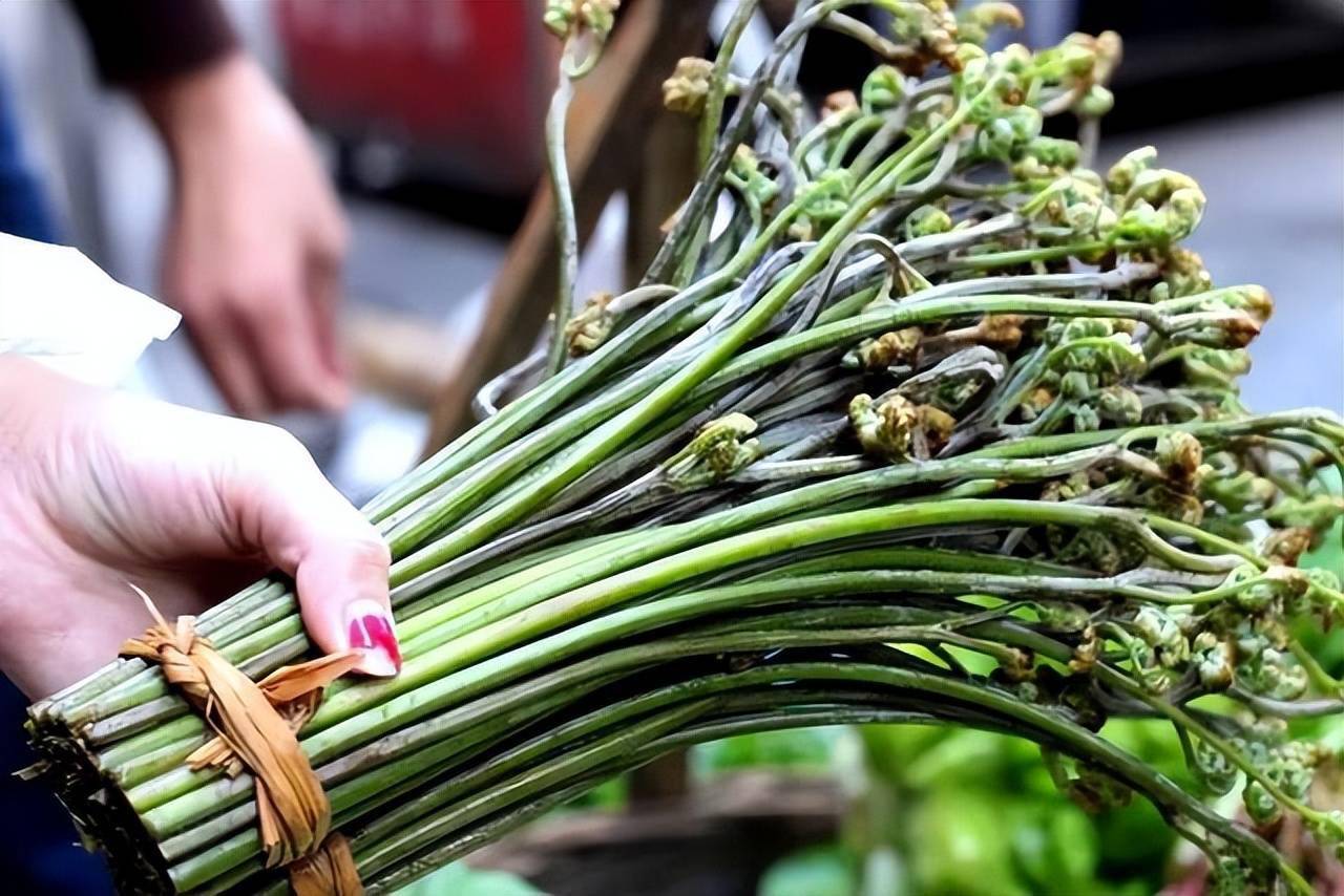 吃蕨菜有害健康辟谣3种野菜或可放心食用你吃对了吗