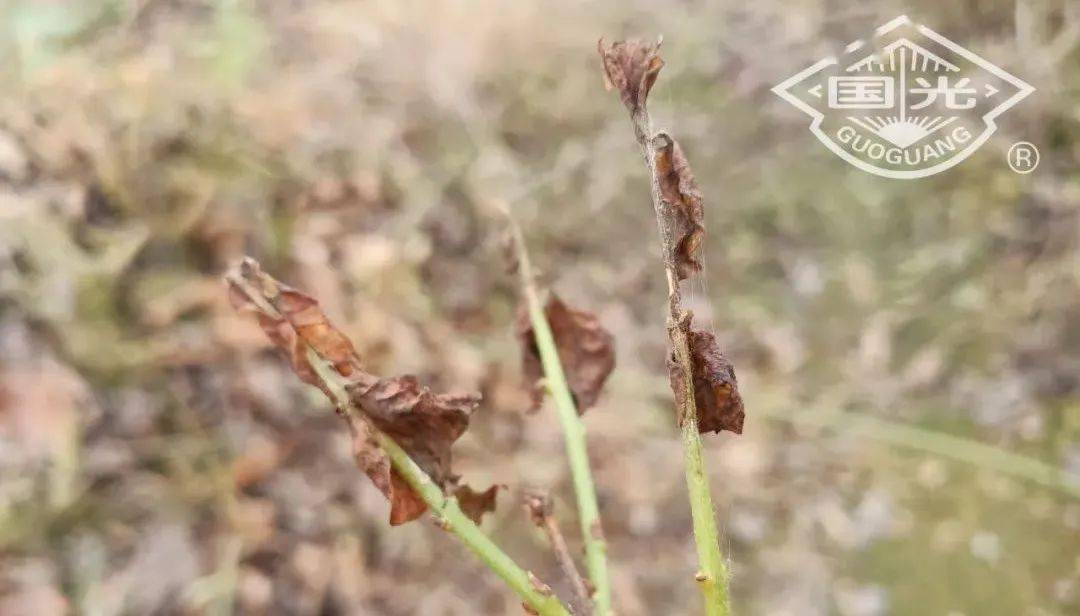 茉莉花白绢病防治技术_发病_土壤_严重