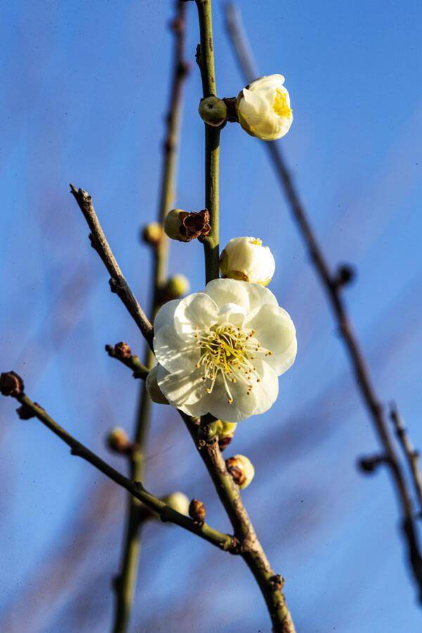 烟台蓬莱春暖花开春光无限