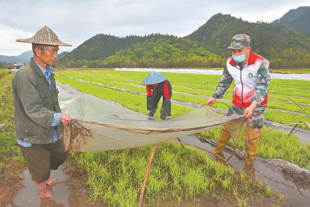 福建南平臺企:優質早秈稻耕種忙_水北鎮_黃自棋_進行