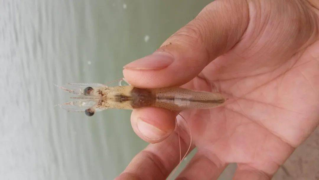 南美白对虾"红体"是疾病发生后导致的一种常见症状表现,产生"红体"有