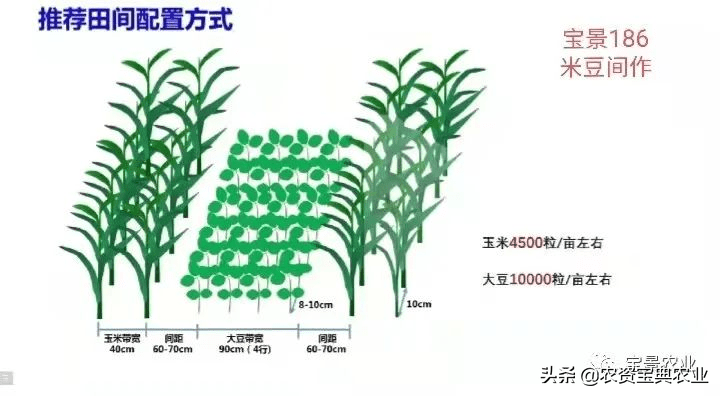 玉米套作大豆模式图图片