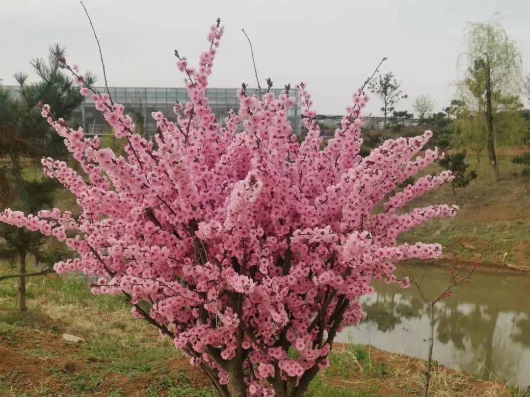 花期已至!錦繡大地景區今天正式開園,還有優惠活動_遊客_鬱金香_疫情