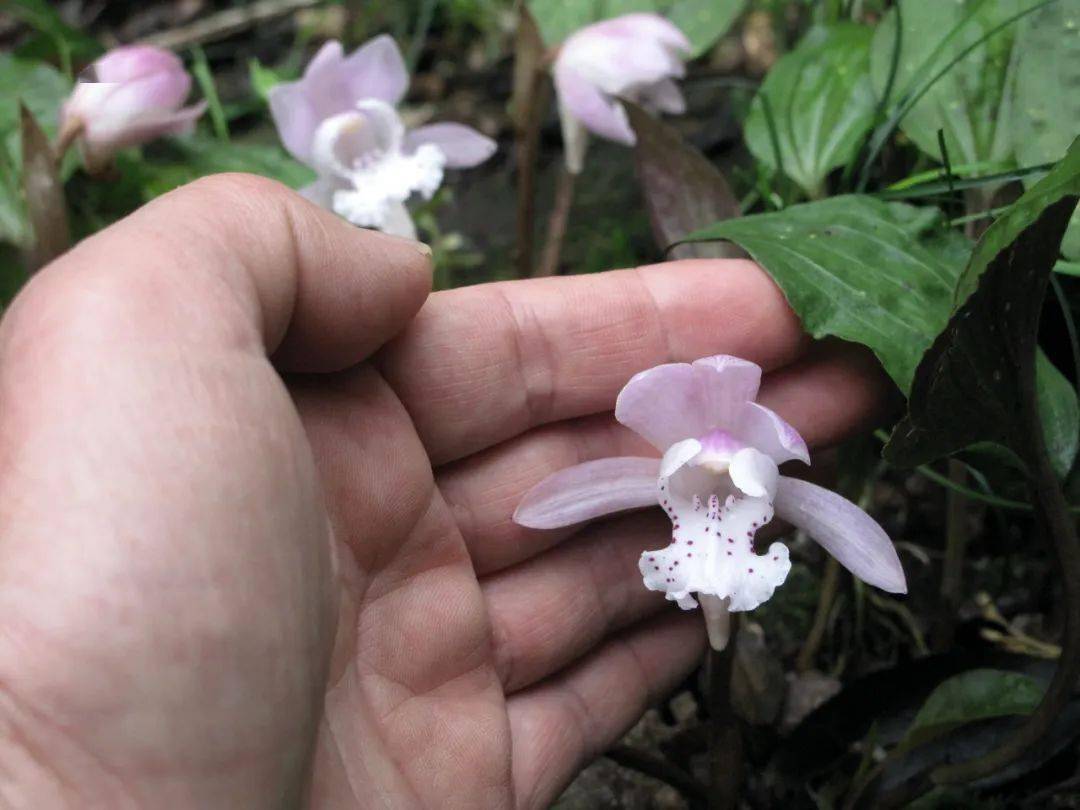 四明山独花兰盛放7朵金花宛若七仙女下凡起舞