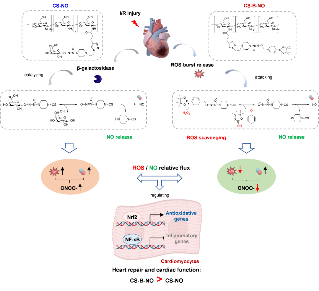 可注射双功能水凝胶—通过调控缺血/再灌注损伤后的r_团队_分子