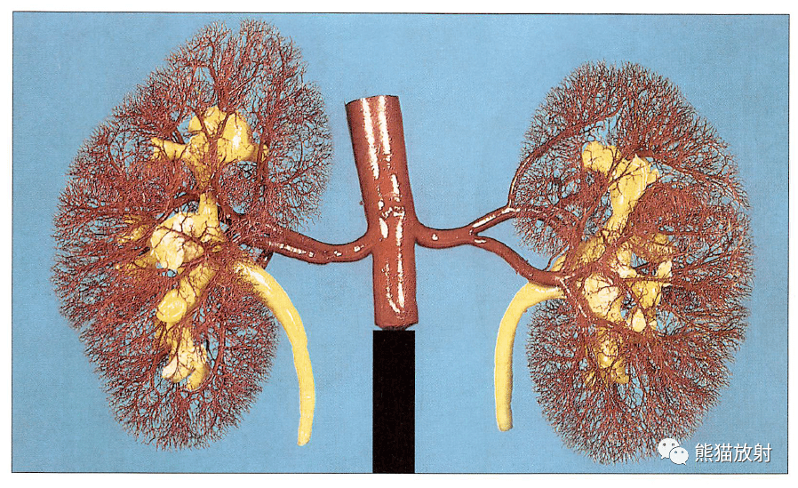 解剖丨脾,腎上腺,泌尿生殖發育,腎和輸尿管_結構_動脈血_男性