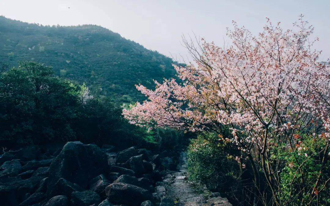 坐擁神秘冰川遺蹟的蒼山開滿石浪櫻花快來打卡