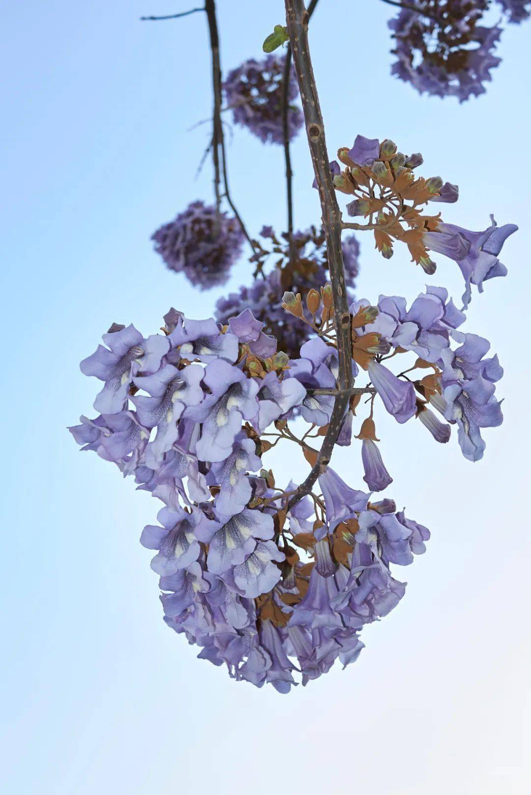 四月寒,桐花冻_元稹_白居易_紫桐花