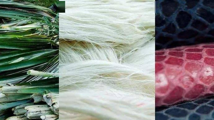 新品菠萝纤维的前世今生穿菠萝是一种怎样的体验