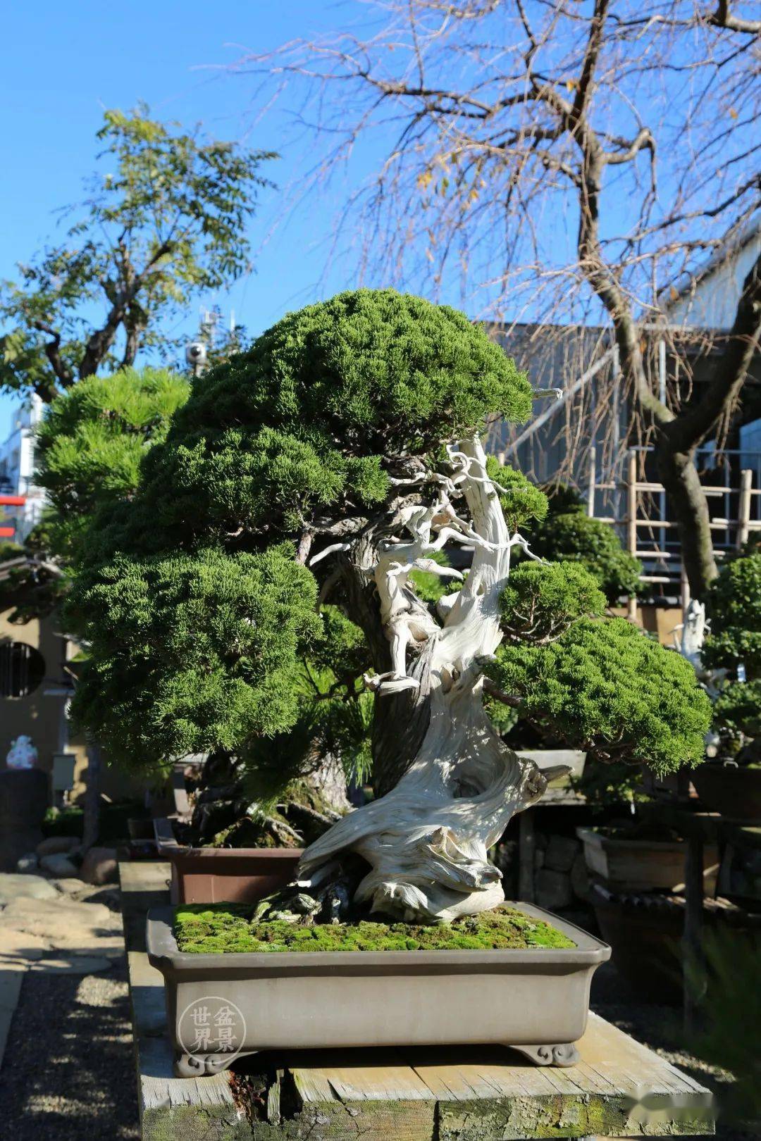 造價超10億日本最美的盆景園