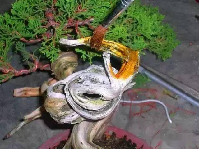 佛系盆景舍利干盆景制作的超细致讲解流程图