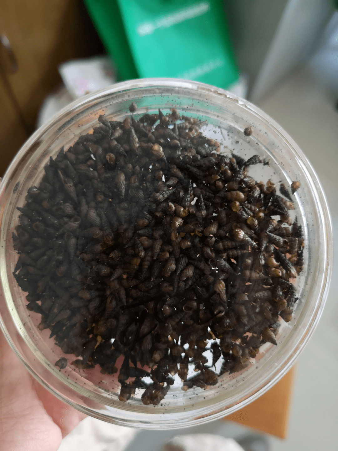 祁门人发现这个及时报告,将给予奖励(附联系方式)_钉螺_生活_区县