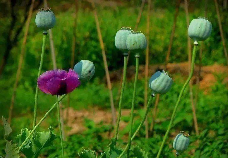 关于禁种铲毒这些知识你应该知道 毒品 种植 植物