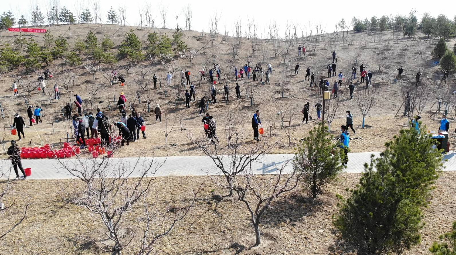 短短一个上午,共栽植梅花,白皮松,海棠等1107株,抚育5535株,悬挂鸟巢