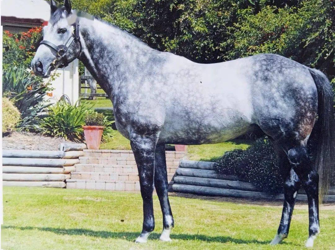 三月初三选骏马2021年度优秀种公马名单第一批发布