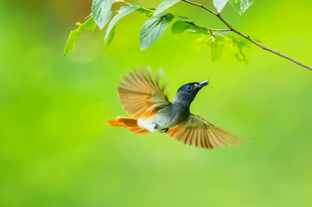 "打鸟",如何拍出清晰的飞鸟照片_技巧_光圈_参数设置