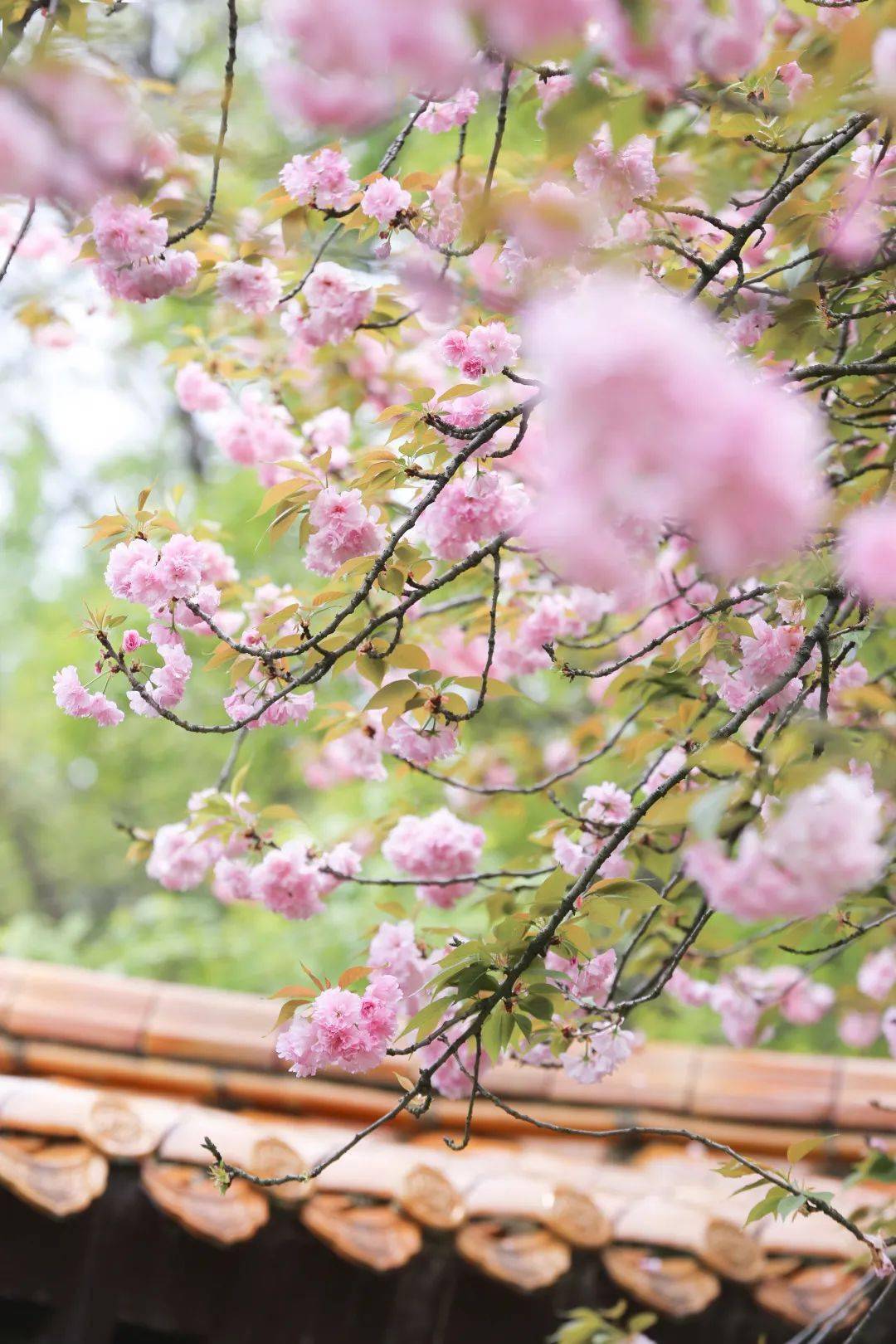 青山今春最后一波樱花千万别错过