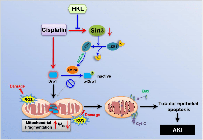 我们的研究结果表明,和厚朴酚hkl可以通过sirt3/ampk依赖的线粒体动力