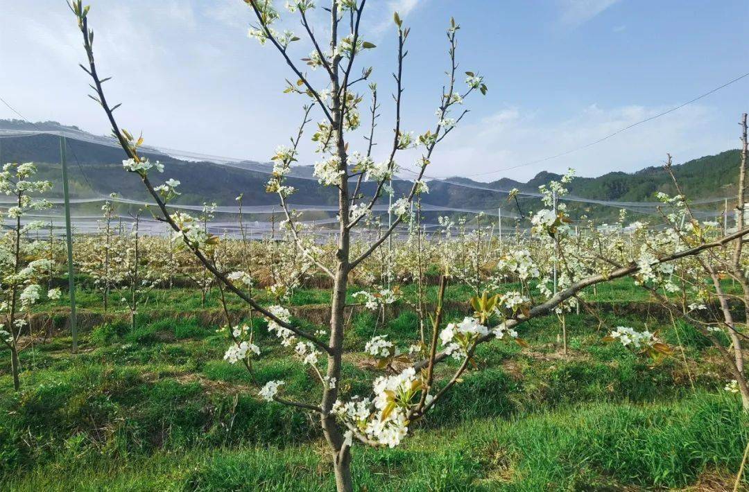 近日,潛山市官莊鎮樂平村的一百多畝梨花競相綻放,雪白的梨花點綴枝頭