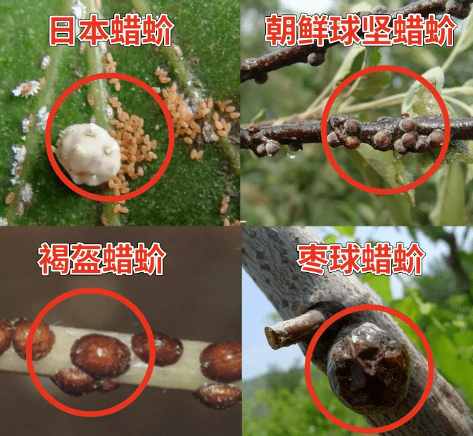 介壳虫种类图片