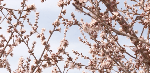 天春漫浪romantic spring井坪公园桃花走廊桃花园赏桃花的好去处小编